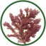 Bio Corallina & Tamanu arckezelés kismértékű rozaceára
